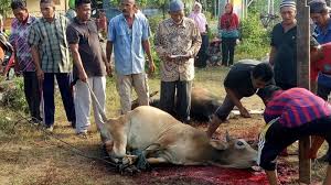 Boleh ke bagi daging korban kepada orang bukan islam? Raya Haji Dah Dekat Jom Baca Cara Bahagi Daging Korban From Temerloh With Love