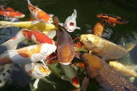 Dies kann von katze zu katze ab welchem alter es im durchschnitt so weit ist, lesen sie. Koi Alle Infos Im Steckbrief Herz Fuer Tiere De