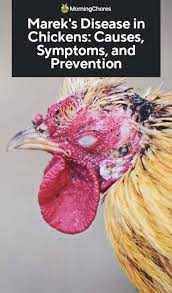 You will notice it at once because infected poultry will develop tumours all over their bodies. Marek S Disease In Chickens Causes Symptoms And Prevention