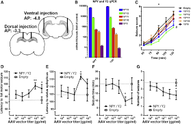 All chapters are in that mans epilepsy. Disease Modification By Combinatorial Single Vector Gene Therapy A Preclinical Translational Study In Epilepsy Molecular Therapy Methods Clinical Development