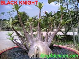 Image result for Erucastrum arabicum
