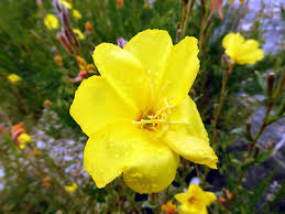 Image result for Oenothera stricta