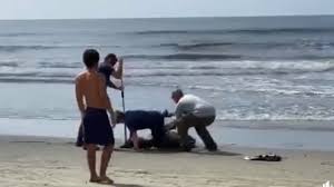 Nikki haley said on abc's 'good morning america' that the when the communist country's u.s. More Wandering Alligators Show Up On South Carolina Beaches The State