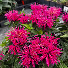 Image result for Monarda