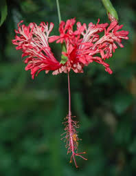 Image result for Hibiscus schizopetalus