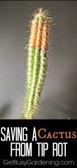 Knowing how to propagate cactus will save you money and improve your garden. How To Save A Rotting Cactus Plant Cactus Plants Types Of Cactus Plants Plants