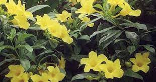 Pin Di Awesome Plants N Flowers