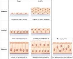 Types Of Epithelial Tissue Cells And Tissues Tissue Types Squamous