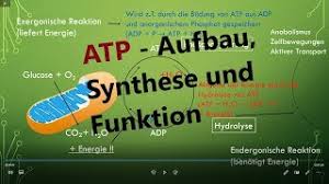 Auch du und deine zellen benötigen energie! Atp Adenosintriphosphat Aufbau Synthese Und Funktion Biologie Oberstufe Youtube