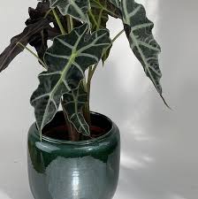 Décoration craquelée faite main sur de la terre cuite qui, par sa nature, rend chaque pièce unique et irrégulière. Alocasia Polly Et Et Son Cache Pot Serax Vert O20 Adelaide Avril
