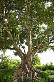 How To Be Good To Yourself Treat Yourself Well Ficus Tree Growing Fig Trees Growing Tree