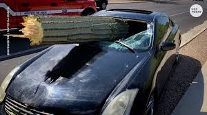 Driver unharmed after cactus crashes through car windshield in arizona. Tuscon Arizona Area Huge Cactus Crashes Through Car Windshield