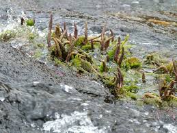 Image result for Hydrostachys polymorpha