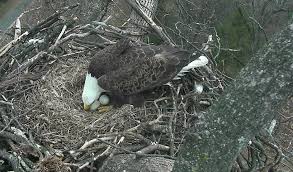 In one study, a house sparrow laid 50 eggs before finally stopping! Eagle Eggs Due To Hatch Soon On D C Eagle Nest Cam Business Wire