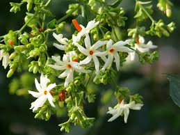 Usually ships within 6 to 10 days. Health Benefits Of Pavalamalli Nyctanthes Arbor Tristis