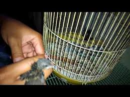 Burung decu memang sering disebut sebagai kacer mini. Cara Membedakan Jantan Betina Decu Kacer Mini Yang Masih Anakan Trotolan 100 Akurat