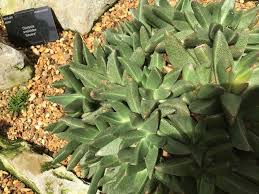 Image result for Nananthus vittatus