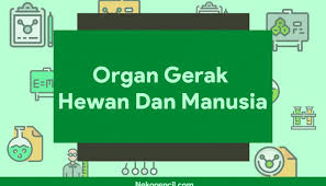 We did not find results for: Organ Gerak Hewan Dan Manusia Beserta Penjelasan Lengkap Nekopencil