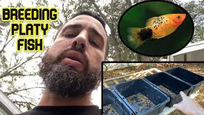 Platy Fish care guide! Breeding, Feeding, tank size & mates! All you need  to know!