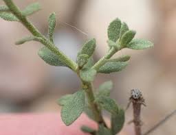 Image result for Pegolettia retrofracta