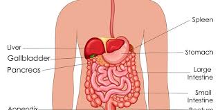 Pengertian sistem pencernaan manusia pencernaan makanan merupakan proses mengubah… Sistem Pencernaan Fungsi Organ Dan Cara Menjaga Agar Tetap Sehat Halaman All Kompas Com