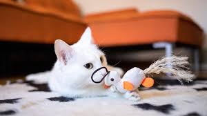 Semi punch persian kitten for sale. How To Order Pet Supplies Online