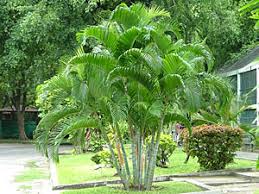 Image result for Dypsis