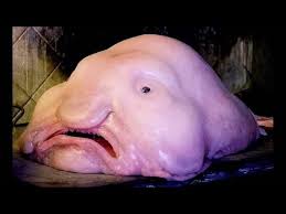 This is also one of the unbelievable facts about blobfish as it hasn't been featured alive in any social media and tv channels. Blobfish Deepsea Oddities Youtube