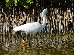 Grande Aigrette Dans La Mangrove Aux Salines Oiseaux Animaux Savane Des Petrifications Les Salines Pointe Sud Martinique Routard Com Selon la iucn le statut de. grande aigrette dans la mangrove aux