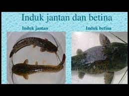 2 Cara Mudah Membedakan Lele Jantan Dan Betina Youtube