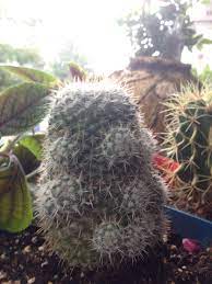 Un modo unico per scoprire la natura e gli spazi del nord america, viaggiando su strade nascoste attraverso deserti. What Are These Bumps Growing On My Cactus It Looks Cool And Seems Healthy But I M Curious Cactus