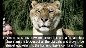 Maybe you would like to learn more about one of these? Half Lion Half Tiger Lion Tiger Liger Omg 9gag