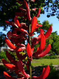 Image result for Erythrina × coddii
