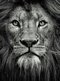 Epingle Par Lili Sur Animals Photos De Lion Animaux Photo Animaux