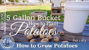 Mix the fertilizer throughout the top layer of soil. How To Grow Potatoes In A 5 Gallon Bucket Part 1 Of 2 Youtube