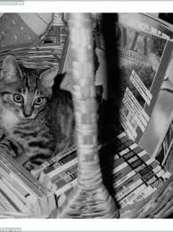 For flash file link, use chrome browser when show page click in free download, enter chapta and download. 74avnxroui05em