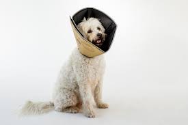 Comfy Cone Soft Cone Shaped Collar For Dogs And Cats