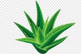 Baca lebih lanjut tentang manfaat & cara apakah lidah buaya? Green Plant Illustration Aloe Vera Seed Houseplant Gel Aloe Leaf Fruit Png Pngegg