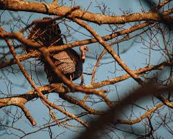 If you are using bought dowelling then the minimum wild chickens roost in trees, so do turkeys and they have evolved and managed roosting on round. A How To Guide To Roosting Turkeys Project Upland Magazine