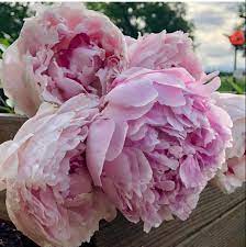 White peony plants near me. Pin On Privacy Garden
