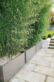 Sure, it's great to grow plants in a big yard. Bambuspflanzen In Pflankubeln Als Sichtschutz Fur Den Balkon Maria Kaufmann Als Balkon Bambuspflanzen D Modern Landscaping Privacy Plants Modern Garden