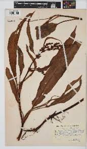 Image result for Rumex lanceolatus