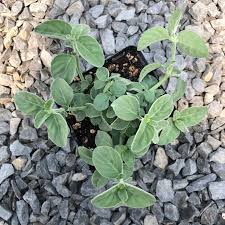 Image result for Dicliptera