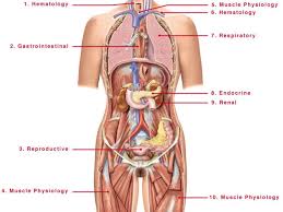Check spelling or type a new query. Female Human Anatomy Abdomen Koibana Info Body Anatomy Organs Human Anatomy Female Human Body Diagram