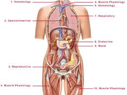 But with the use of smart technology, you can learn faster and master abdomen top abdomen anatomy flashcards ranked by quality. Female Human Anatomy Abdomen Koibana Info Human Anatomy Female Human Body Diagram Body Anatomy Organs