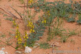 Image result for Oxygonum delagoense