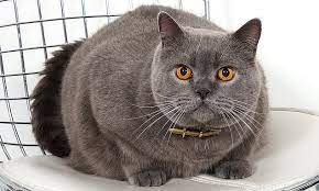 We breed top quality kittens from highly titled queens and studs. Meet The Must Have British Shorthair Breed Which Is Loved By Celebrities Daily Mail Online