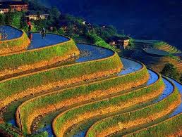 Rice Farms In China This Is How They Plant Their Rice Places To Travel Incredible Places Beautiful Places