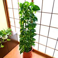 ポトス 支柱 自作