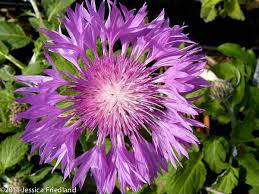 Image result for Kotschya capitulifera